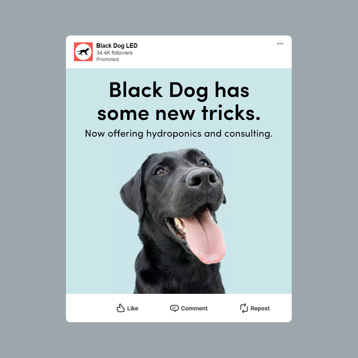 Black Dog social media ad